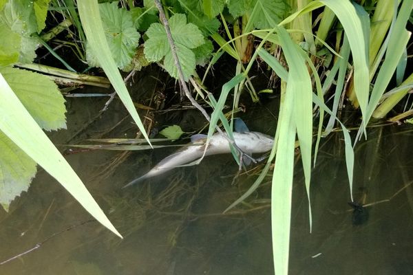 Poisson mort dans le Soultzbach