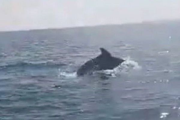 Un banc de dauphins a été filmé par un plaisancier au large de la plage des Chalets de Gruissan, dans l'Aude - août 2016