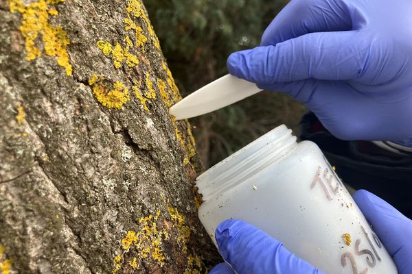 Givors : prélèvements de mousses et lichens sur des troncs d'arbre pour évaluer la contamination aux PFAS et la diffusion de ces polluants éternels. La Métropole a fait appel à l'Institut Écocitoyen de Fos-sur-Mer.