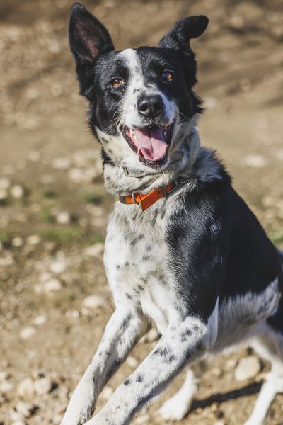 Il est possible d'apprendre à son chien à ne pas aboyer trop souvent grâce à une technique simple.