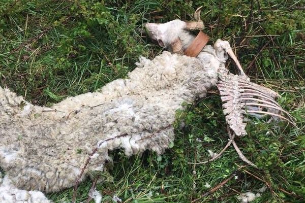 Un ours a attaqué des brebis dans le Val d'Aran dans le village de Betlan