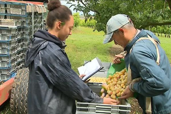 La récolte sera moins abondante