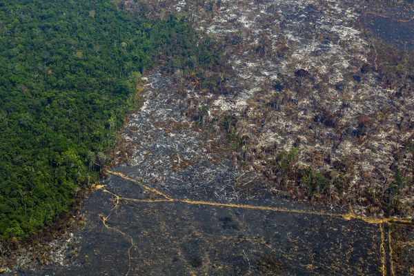 Vue aérienne de la déforestation dans une réserve de l'Etat du Pará, août 2019. 