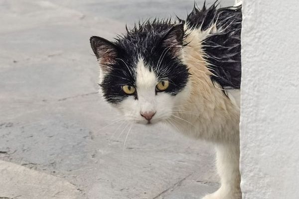 Un temps à ne pas mettre un chat dehors ce dimanche