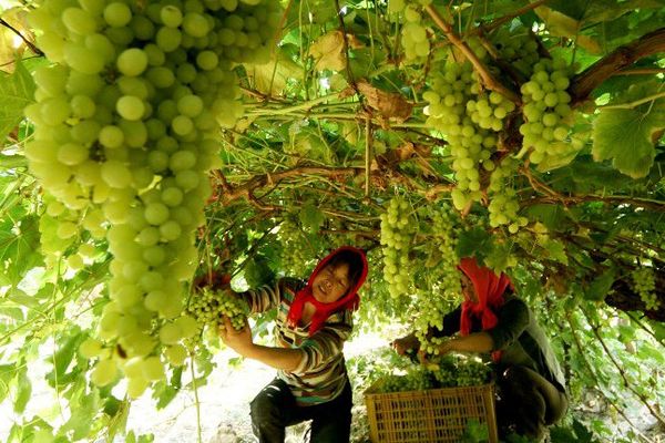 Les agriculteurs cueillent les raisins dans un vignoble à Hami, la région du Xinjiang