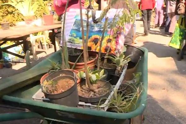 A la bourse aux plantes de Nice on troque des plantes, des graines, et des conseils !