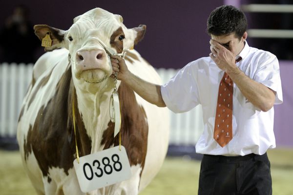 Cette année, il n'y aura ni Salon de l'agriculture, ni concours général agricole. Photo d'illustration