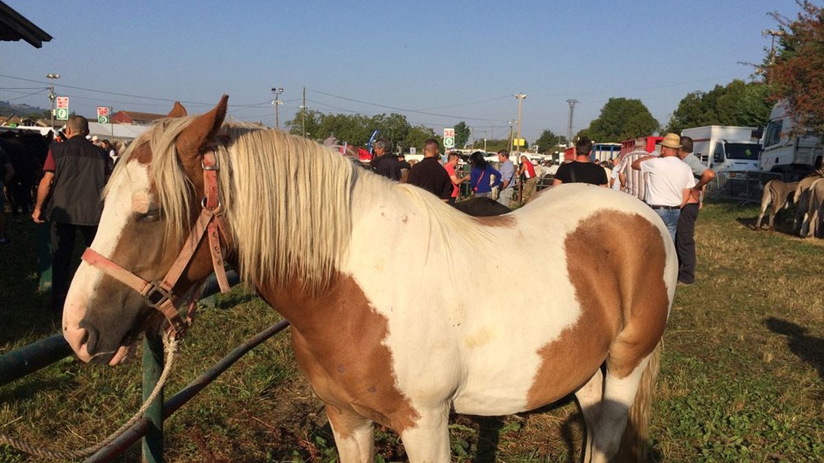 Le Cantal Accueille La Plus Grande Foire Chevaline De France