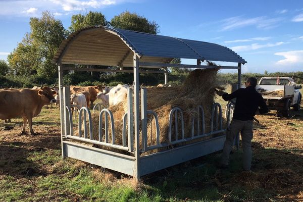 Dans la plaine du Taravo (Corse du Sud), sur l'exploitation de Jean-Luc Santoni de la coopérative Altra Carri, les animaux sont élevés à l'air libre. 