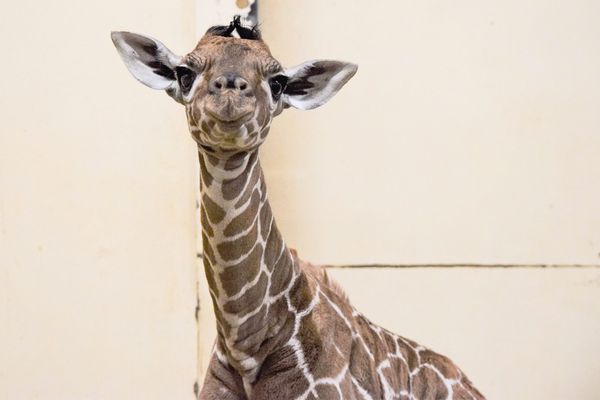 Le parc animalier de Saint-Martin La Plaine dans la Loire va s'agrandir pour accueillir des girafes.