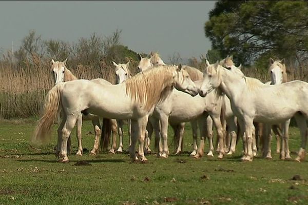 Le cheval Camargue fait partie des plus anciennes races au monde, il est le descendant des chevaux préhistoriques. Pourtant, les hommes n'ont reconnu officiellement cette race voilà juste 50 ans. C'était à Saint-Laurent-d'Aigouze, dans le Gard, en mars 1968.