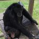 Des chimpanzés au parc zoologique de Saint-Martin la Plaine, le 14 juillet.