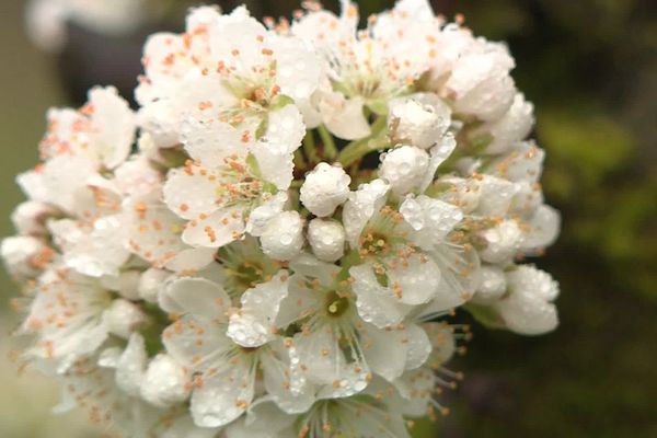 La floraison des arbres a quinze jours d'avance.