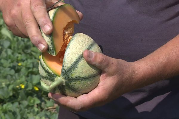 Melon de Cavaillon de la Ferme de Nogaret