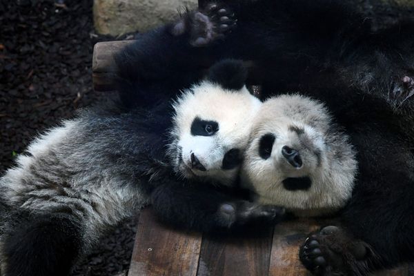 Huan Huan et son fils, Yuan Meng.