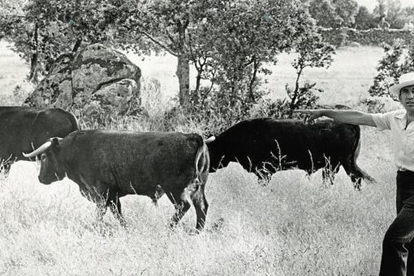 Une allure de paysan, mais le regard planté droit dans l'objectif du photographe : Victorino Martín était un éleveur ce catégorie et un "communicant" exceptionnel. 