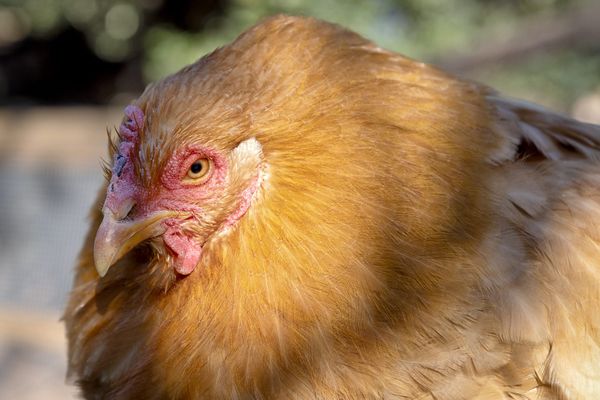 Une poule dans un élevage - Photo d'illustration