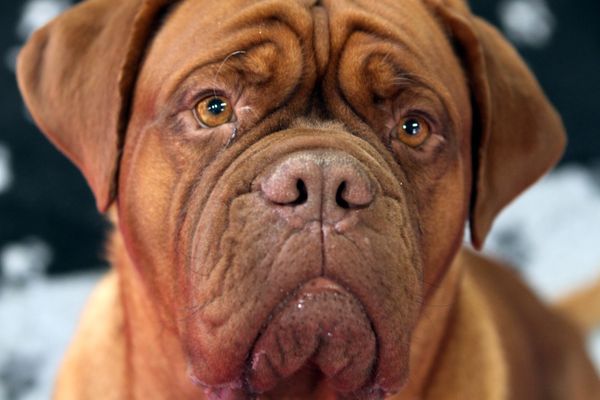 Chien de race "dogue de Bordeaux"