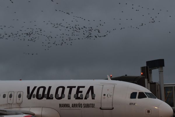 Des milliers de grues en partance pour l'Afrique avaient décidé de faire escale sur l'aéroport de Tarbes-Lourdes-Pyrénées ce mercredi 23 octobre 2024.