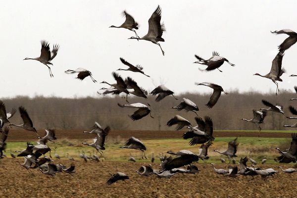 Est-ce aux chasseurs de compter les migrateurs ?