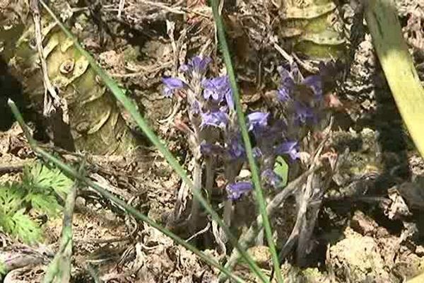 L'orobanche détruit les plants de colza en se nourrissant de leur sève.