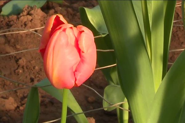 La tulipe est une fleur jugée aujourd'hui difficile et trop coûteuse.