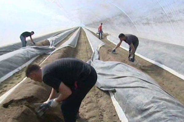 La récolte des asperges sous serres en Allemagne