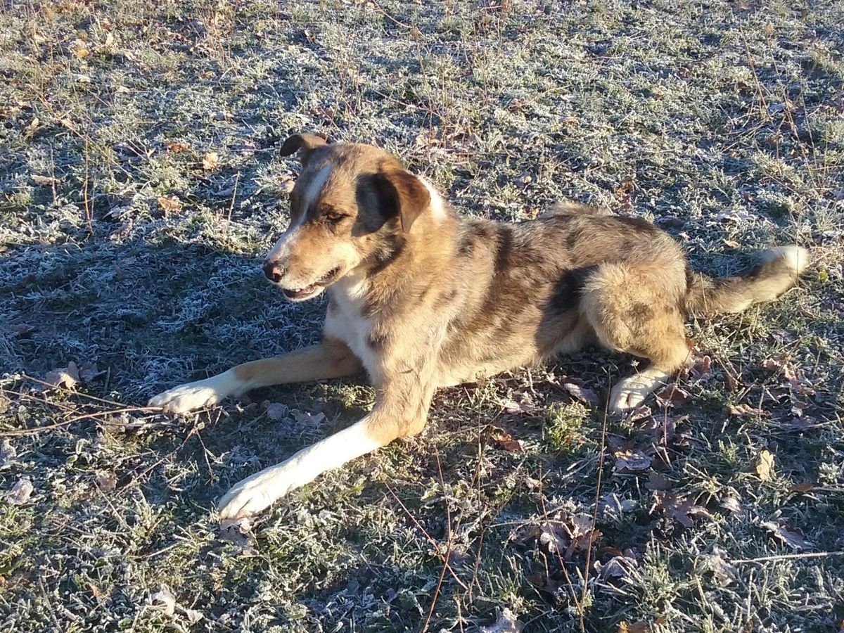 Le berger d Auvergne une race de chien pr server