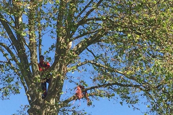 Thomas Brail se présente comme un arboriste grimpeur. 