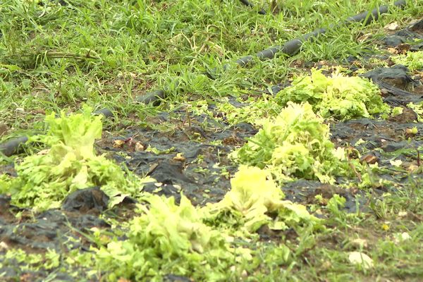 Salades détruites par la grêle le mardi 20 juin 2023.