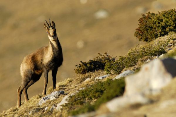 La population d'isards des Pyrénées est victime d'un virus et des conditions climatiques.