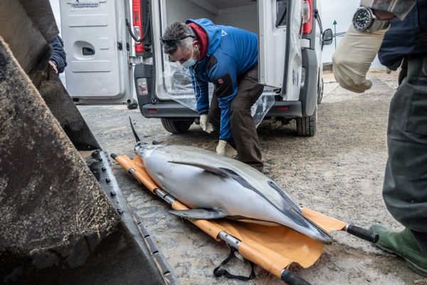 Les membres du centre de recherche sur les mammifères marins, PELAGIS, ramassent un dauphin mort sur une plage de l'Ïle de Ré, le 7 janvier 2021.