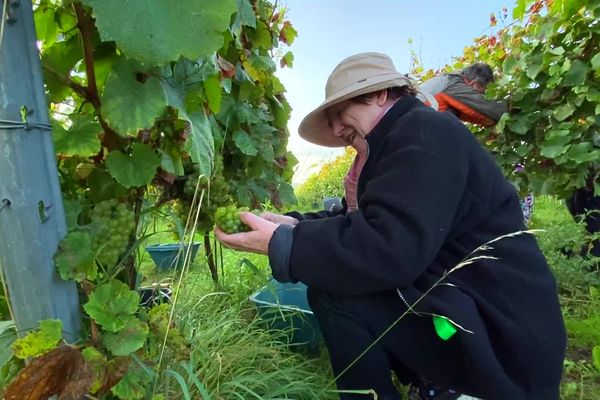 Les vendanges en Belgique, samedi 23 septembre 2023.