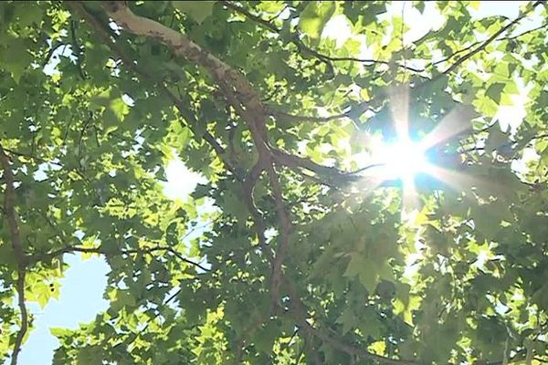 Et si les arbres étaient les meilleurs amis des hommes ?