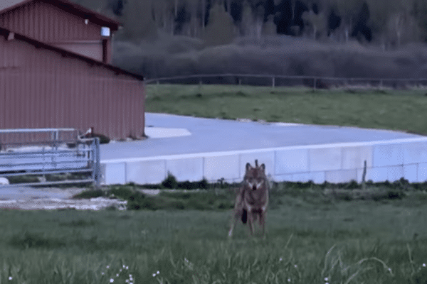 Un loup filmé près d'une exploitation agricole à Grande Rivière dans le Jura, le 23 avril 2024.