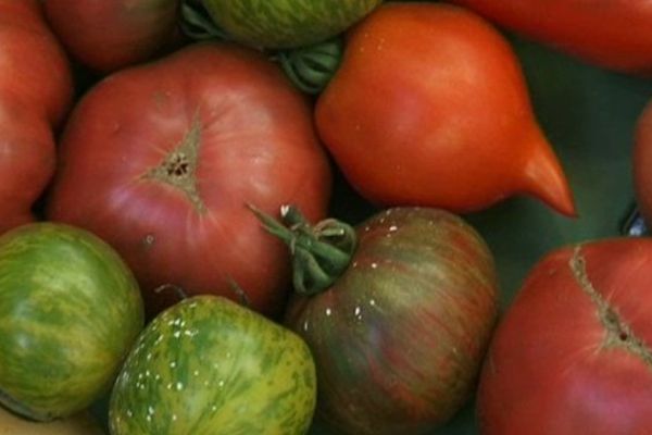 Les tomates anciennes de Maurin