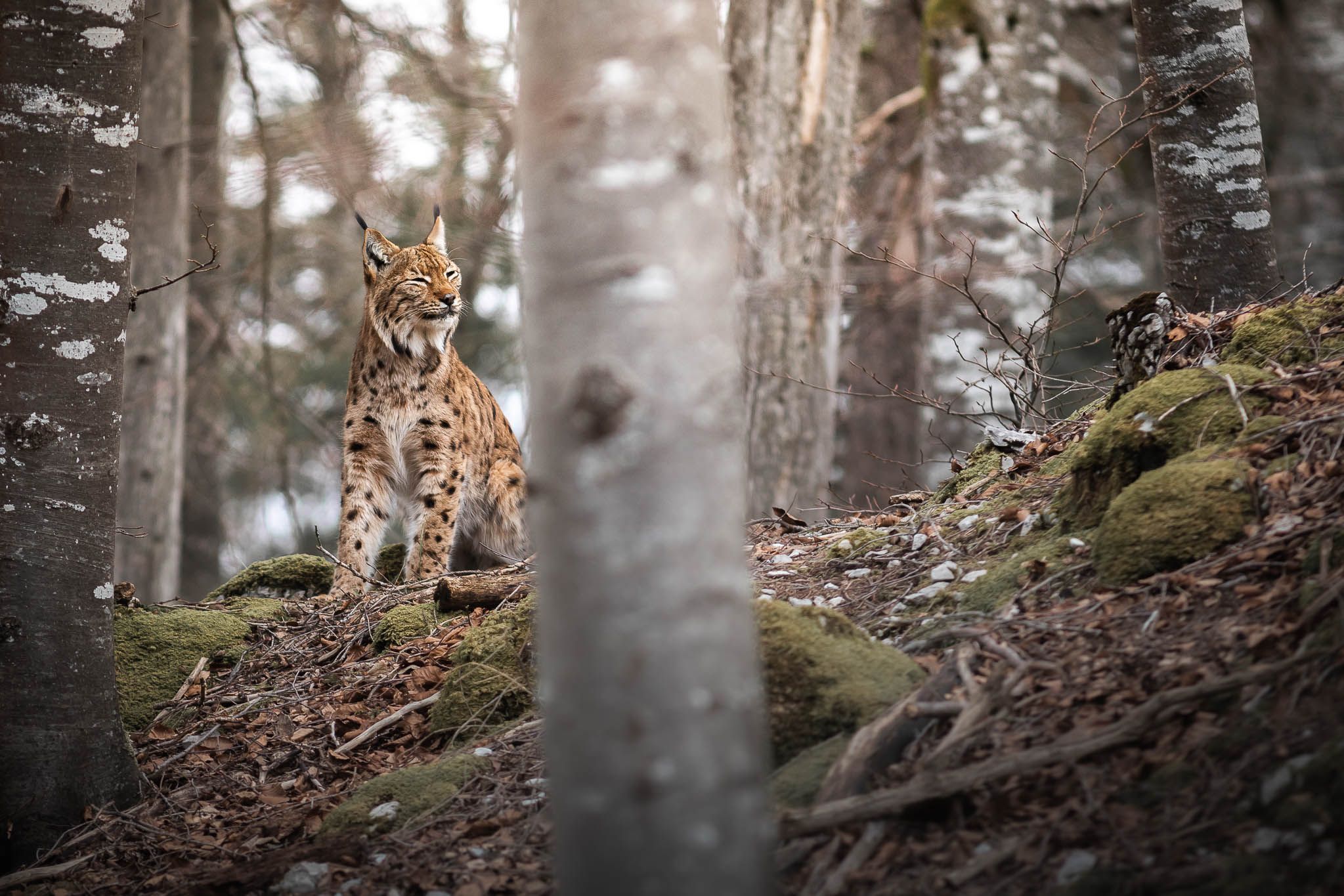 La photographe retrouve le lynx adulte sur son rocher. Il est seul cette fois car le reste de la famille est resté un peu à l'écart.