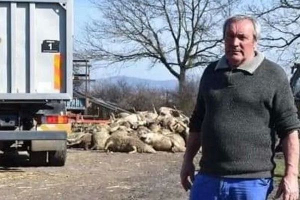 Une cagnotte en ligne pour venir en aide à Alain Comptour, éleveur de brebis de Vergongheon, en Haute-Loire, a été lancée.