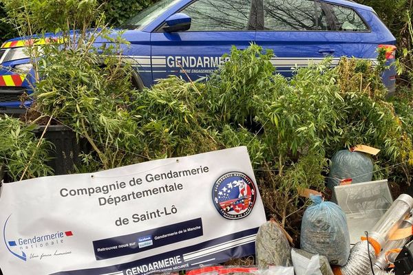 Les compagnies d'Avranches et de Pontorson ont interpelé à quelques jours d'intervalle deux cultivateurs de cannabis dans la Manche