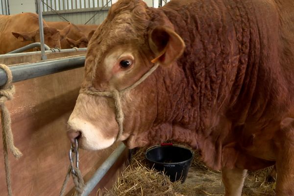 L'IA doit identifier les animaux en difficulté (vêlage, chaleurs, positions inhabituelles) et alerter l'éleveur.