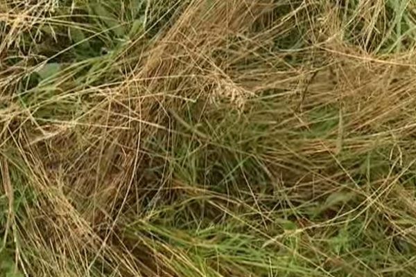 Il faut au moins quatre jours consécutifs de soleil avant de pouvoir couper les foins. Impossible en Auvergne cet été. Certains agriculteurs ont déjà un mois et demi de retard. Et n'ont pas encore pu stocker de fourrage sec.