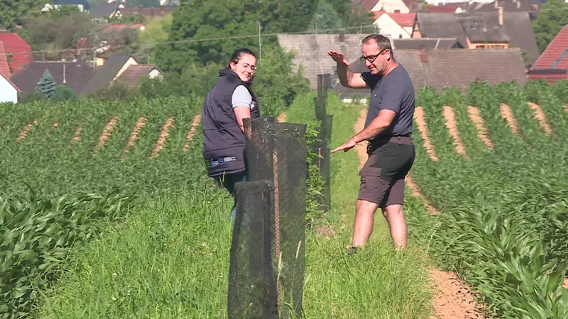 De plus en plus d'agriculteurs alsaciens décident de planter des arbres sur leurs parcelles.