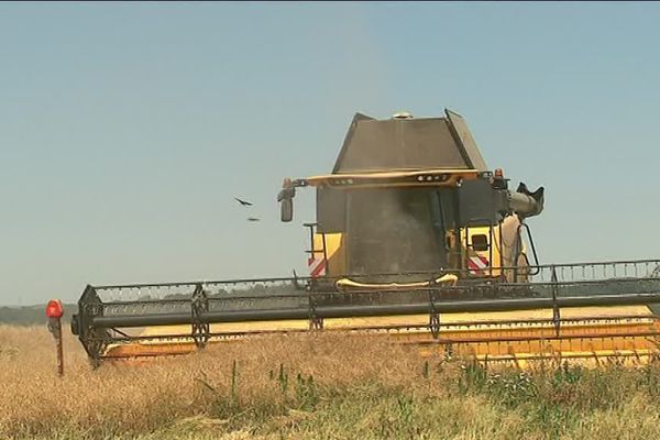 Début des moissons en Lorraine