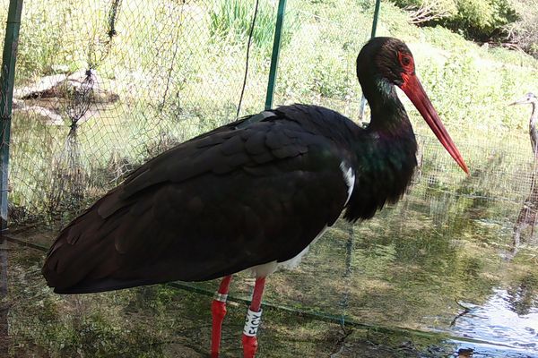 La cigogne noire est une espèce menacée de disparition.