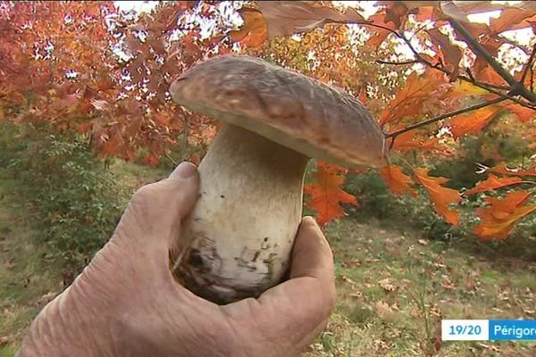 Le cèpe, savoureux roi de nos forêts périgourdines