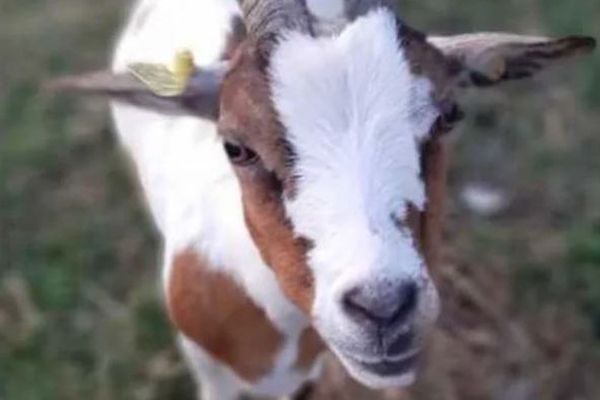 Une chèvre de la ferme du Secours populaire à Villers-Saint-Sépulcre