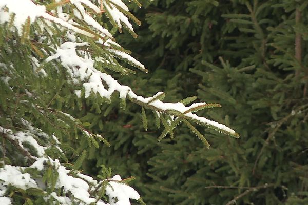 Après les premières neiges en altitude début novembre (ici au Markstein), les flocons sont tombés en plaine d'Alsace jeudi 25 novembre.