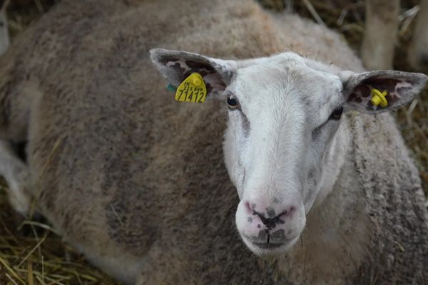 La vaccination contre le sérotype 3 de la fièvre catarrhale ovine ne va pas protéger les troupeaux contre le sérotype 8 (ici, des brebis d'un élevage de La Bazeuge, en Haute-Vienne).