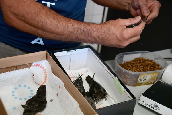 Des martinets soignés par le Centre Athénas près de Lons-le-Saunier.