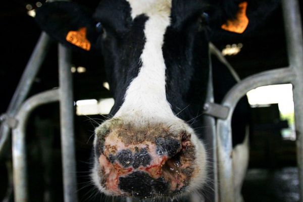 Une vache laitiere est atteinte de la fièvre catarrhale ovine (FCO), le 27 septembre 2007, dans une exploitation agricole d'Ottwiller en Alsace. La FCO est une maladie virale des ruminants (ovins, bovins, caprins) non transmissible à l'homme. Son virus est véhiculé par les culicoïdes, une espèce de moucheron.